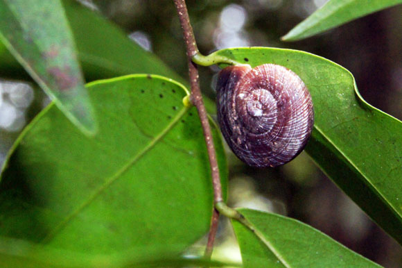 Polydontes sp. Vi�ales